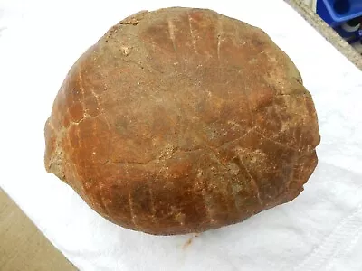 $2230 • Buy 💥MUSEUM Grade - FOSSIL TURTLE    Eocene  -  💥