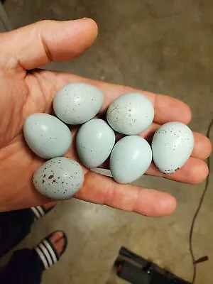 18 Celadon Coturnix Quail Hatching Eggs + 4 Extra Eggs • $35