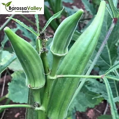 OKRA CLEMSON SPINELESS Seeds GUMBO LADYS FINGER vegetable GardenSAME DAYPOST • $4.05