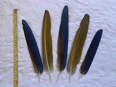 Blue & Gold Macaw Feathers Fishing Peyote Craft 9 - 12.5“  5 Ct • $38.95