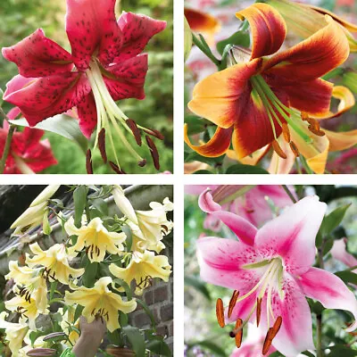 T&M Towering Tree Lily Collection 4 Varieties Flower Plants 5 Pack Options Bulbs • £24.99