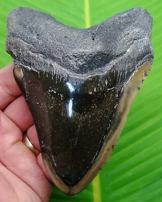 MEGALODON SHARK TOOTH - 5 In.   SHARKS TEETH  - W/ DISPLAY STAND - MEGLADONE • $142