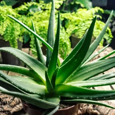 10x ALOE VERA Viable Seeds - Medicinal Plant - For Home Garden Pots Kitchen • £3.99