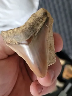 Megalodon Shark Tooth Fossil • £35
