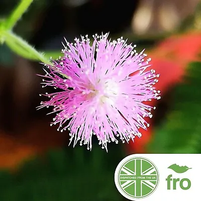 Mimosa Pudica - House Plant - Sensitive Plant - 180 Seeds  - Fast Uk Dispatch ✅ • £2.99