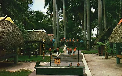 Postcard FL Miami Indian Village At Parrot Paradise Chrome Vintage PC J3275 • $0.47