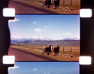 16mm Home Movie ~1946 Yellowstone & Tetons Western USA • $14.95