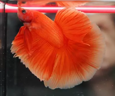 Live Betta Fish Orange Halfmoon Male Big Size Quality Grade From Thailand • $19.99