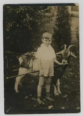 Child With A Goat Cart Vintage Photo Original 3.5  X 5  • $9.95