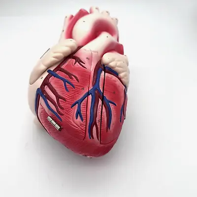 Denoyer Geppert Heart Of America Medical Anatomical Human Anatomy Model • $64.95