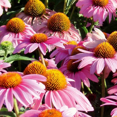 Echinacea 'Feeling Pink' XL Plug Plants X 6. Perennial Flowers. Coneflower. • £19.95