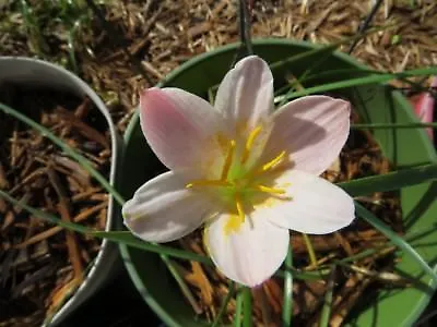 Rain Lily Zephyranthes Shandisii 1 Bulb NEW Habranthus • $18