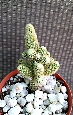 Mammillaria Elongata Plant Cactus Succulent • $13.50