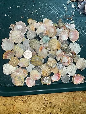 HAWAII HAWAIIAN SUNRISE SHELL PIECES CoLoRs Sunriseshells UNCLEANED SPECIAL • $145