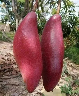 Red Ivory Mango Seeds (Mangifera Indica) Var. Red Ivory  20+ Seeds • $700