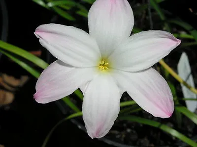 Rain Lily Zephyranthes Labufarosea Big Dude 2 Bulbs NEW Habranthus • $18