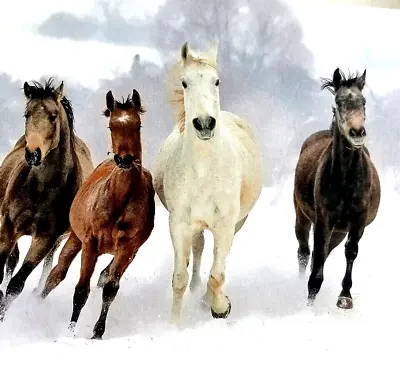 Horses In The Snow - Blank Card Inside - Christmas Birthday Or Just To Say … • £1.70