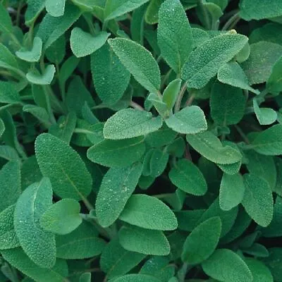 Herb - Sage Common 100 Seeds Broad Leaved Highly Aromatic Plant Green Vegetable • £2.75