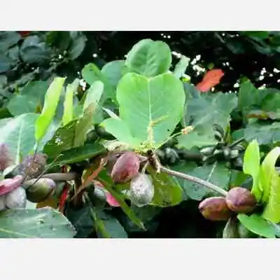 $7.99 • Buy Ceylon TERMINALIA CATAPPA VIABLE SEEDS Almond Tree Garden Shade Tree Fresh Seeds