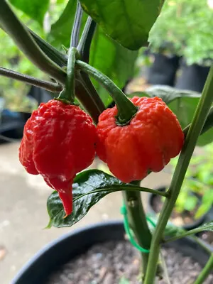 LIVE PLANT Lot Of 4 -  CAROLINA REAPER  - Seedlings Worlds Hottest Peppers • $24