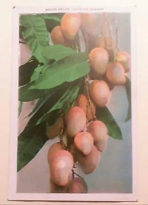 1930's Mango Fruits TH Hawaii Island Curio Maui Book Store Wailuku • $3.75