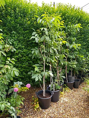 ENGLISH WALNUT TREE 6/7ft Tall Juglans Regia In 30 Litre Tub COLLECTION ONLY • £60