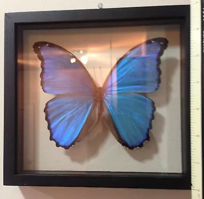 Blue Morpho Butterfly Framed And Mounted In Black Display • $62.90