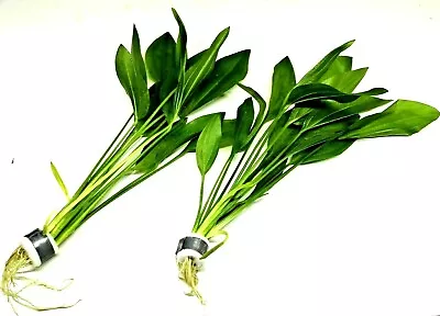 £7.95 • Buy 2x Amazon Sword Echinodorus Argentinensis Bunches Live Aquatic Plants Fish Tank