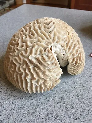 $150 • Buy Large Natural Brain Coral Specimen Museum Quality One Of A Kind