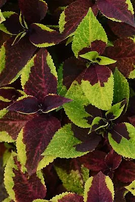 JustSeed - Flower - Coleus - Pineapple Surprise - 10 Pelleted Seeds • £2.75