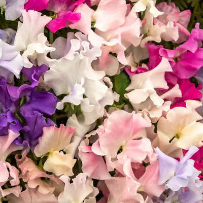 Sweet Pea Seeds - Selection Mix Fragrant Flowers Garden Allotment - 20 SEEDS • £0.99
