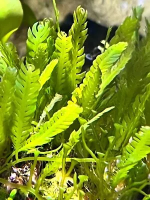 Marine Macro Algae / Seaweed / Marine Plant Caulerpa Mexicana • $10