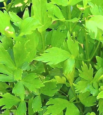 200+ Lovage Seeds-Non GMO-Open Pollinated-Medicinal. • $2