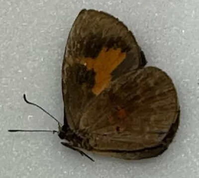 Butterfly X1 Female  Liptena Catalina  (Ghana) • $10.74