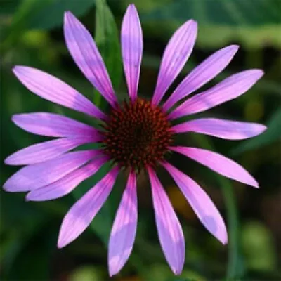 Echinacea 'Starlight' X1 Healthy Plant In A 9cm Pot • £5