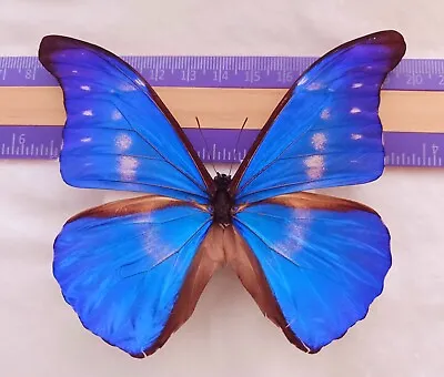 Hybrid Morpho Rhetenor Cacica X Morpho Helena A- From Peru  Mounted Riker Framed • $99.99