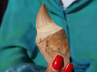 Massive Mosasaur Fossil Dinosaur Tooth 100 Mil Yrs Old Full Grown Adult 3.1  In • $25