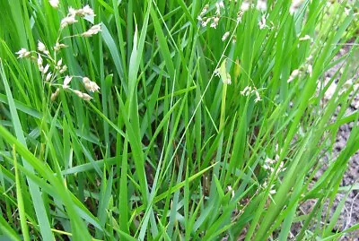 SWEETGRASS PLANTS  2 Plants Hierochloe Odorata Used For Smudging & Ceremonies • $17.95