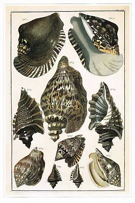 Seba's Spider-conch & Others Vintage 1991 Shell Print A. Seba Picture CNHPS#13 • $4.96
