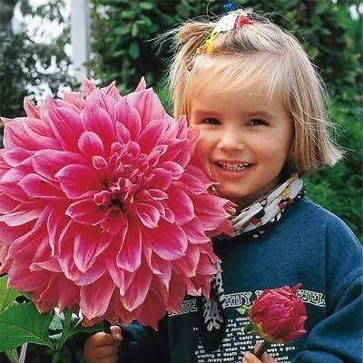 Giant Dahlia Dinner Plate Flower Seeds Exotic Mix 100+ Seeds - Made In USA • $9.96