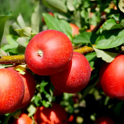 Red Devil Apple Tree 4-5ft Tall Self-Fertile Sweet Strawberry Taste • £24.99