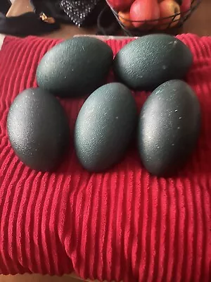 5 X Emu Hatching Eggs • £0.99