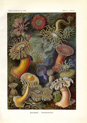 1904 Ernst Haeckel Sea Anenome Print 8 1/2  X 11  Reproduction For Framing   • $9.99