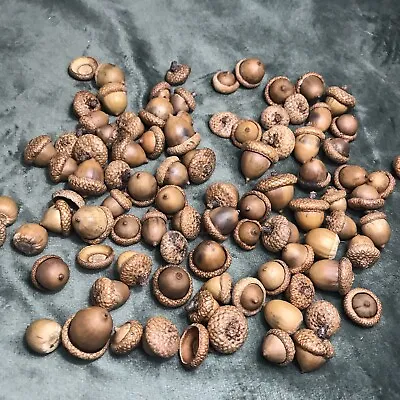 80 Real Acorns W/Caps Oven Dried. Cups May Be Miss Matching. Size Vary • $16