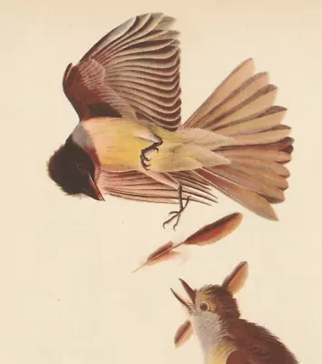 1942 Audubon Art Print 129 Crested Flycatchers. Vintage Bird Illustration. • $9.49