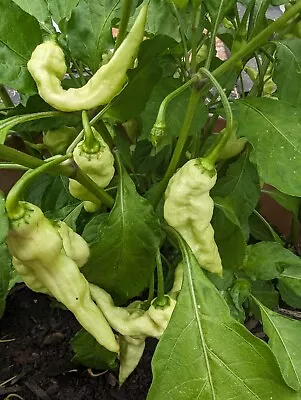 25+ White Ghost ( Mixed Shape ) Pepper Seeds. • $3.49