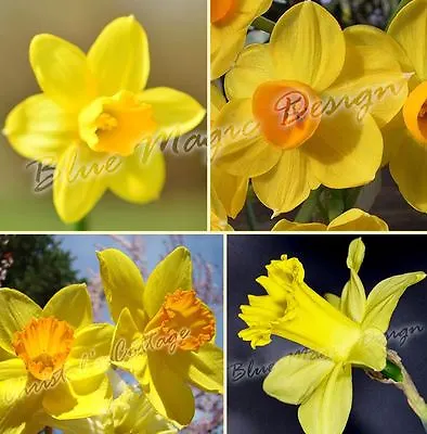 1-20kg Mix 4varieties Yellow Orange Daffodil Garden Narcissus Spring Flower Bulb • £12.99