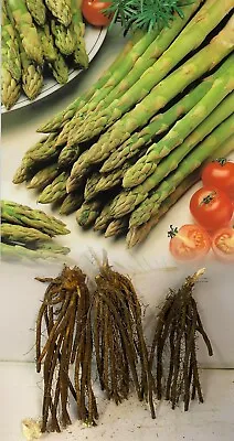 1-36 Asparagus Gijnlim Crowns Bare Root Perennial Grade 1 Commercial Quality • £14.75