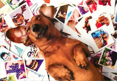 Picture Postcard: Dog Dachshund [Postallove] • £2.29