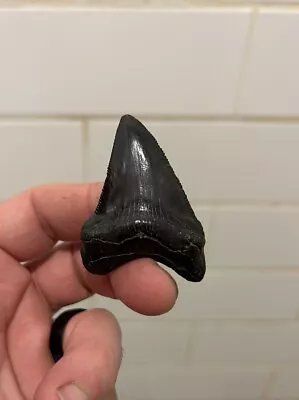 Shiny 2.27” Megalodon Tooth No Restoration 100% Natural • $2.30